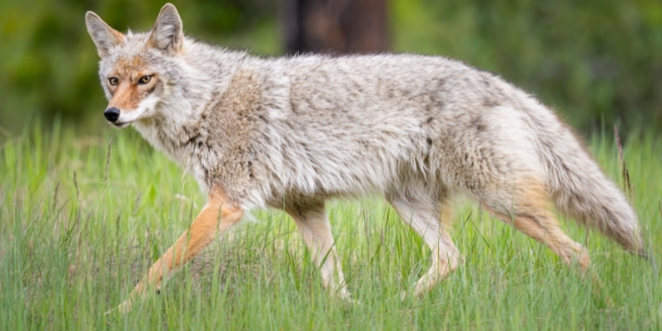 coyote in spring