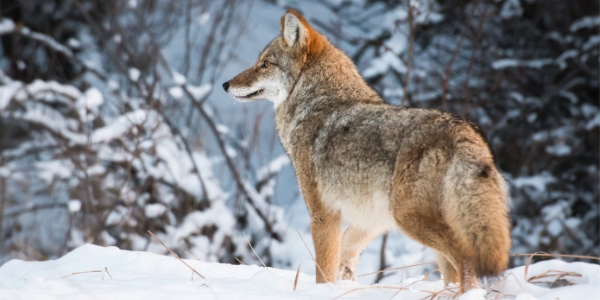 coyote in winter