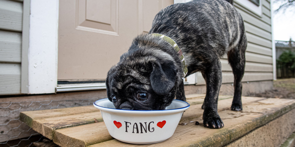 a dog eating from a bowl with their name applied on it in vinyl letters