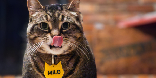cat wearing a laser cut and etched yellow acrylic tag