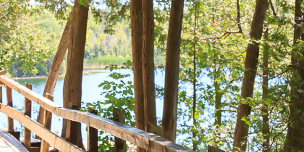 wood bridge, lake, and trees