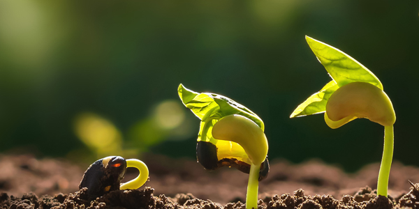 three sprouts in soil at varying stages of growth