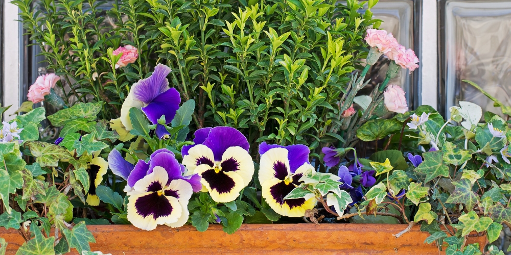 various brightly coloured flowers in bloom in a window box