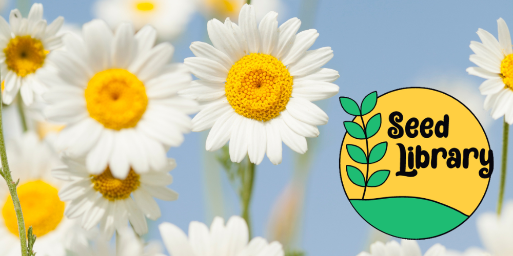 seed library logo superimposed on camomile flowers