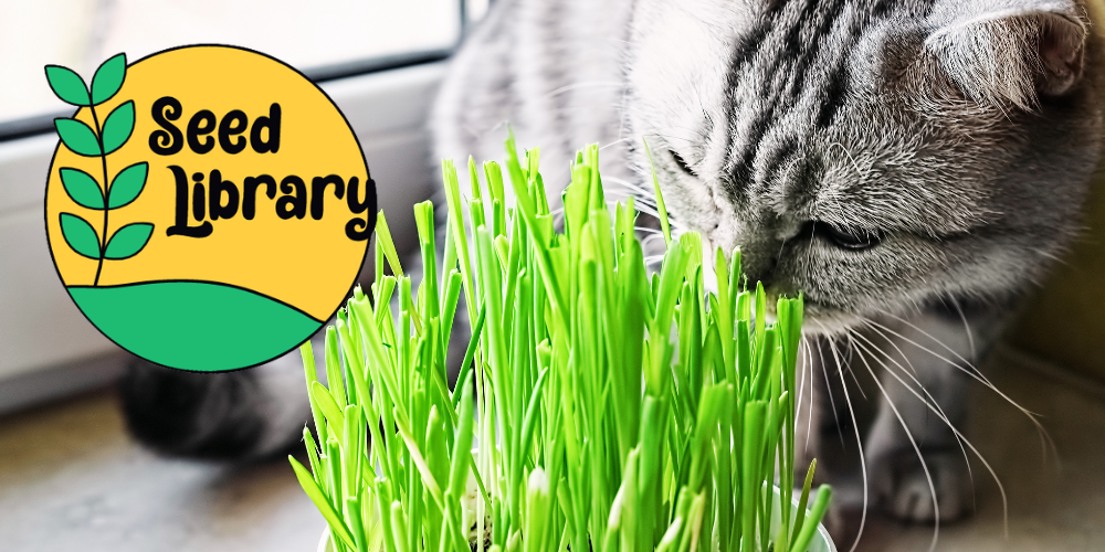 seed library logo superimposed on a grey tabby cat eating cat grass