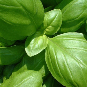 basil