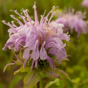bergamot