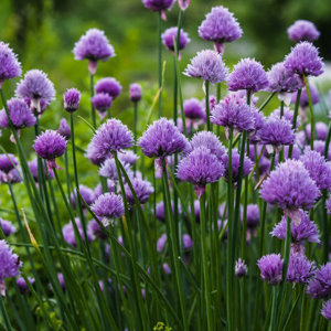 chives