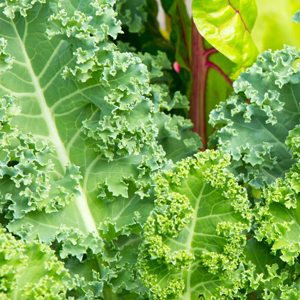 kale