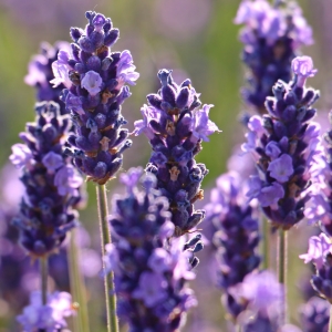 lavender