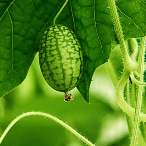 cucamelon