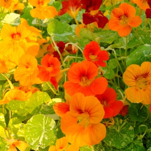 nasturtium