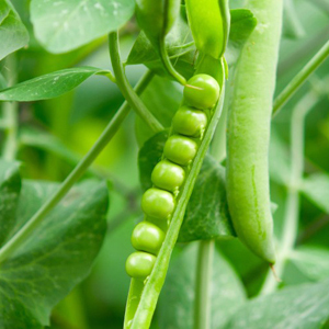 peas