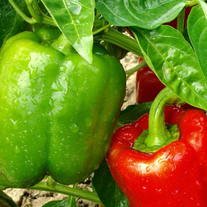 red and green peppers