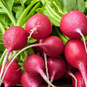 radishes