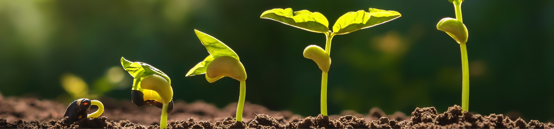 five bean sprouts in various stages of sprouting in soil